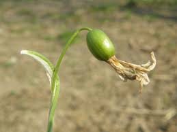 Attēlu rezultāti vaicājumam “Galanthus nivalis bud”