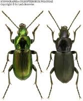 Attēlu rezultāti vaicājumam “Poecilus lepidus”