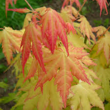 Image result for Acer palmatum `Orange Dream`