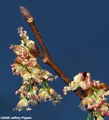 Attēlu rezultāti vaicājumam “Ulmus laevis flower”