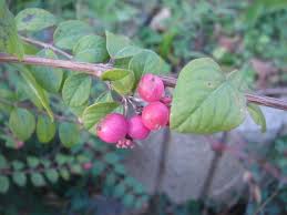 Attēlu rezultāti vaicājumam “Symphoricarpos x chenaultii”