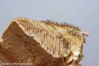 Attēlu rezultāti vaicājumam “Coriolopsis trogii”