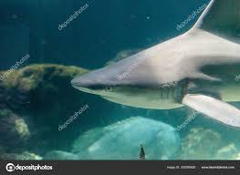Image result for Carcharhinus acronotus