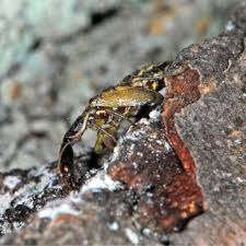 Attēlu rezultāti vaicājumam “Raphidia larva”