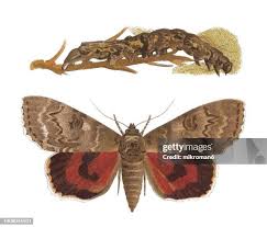 Attēlu rezultāti vaicājumam “Noctuidae”