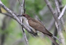 Image result for Coccyzus erythropthalmus