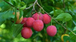 Attēlu rezultāti vaicājumam “Prunus cerasifera fruit”
