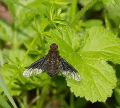 Attēlu rezultāti vaicājumam “Hemipenthes morio”