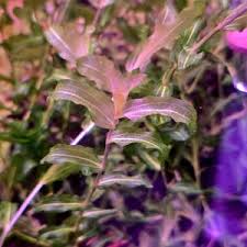 Attēlu rezultāti vaicājumam “Potamogeton perfoliatus flower”