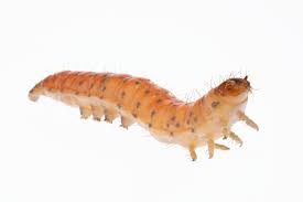 Attēlu rezultāti vaicājumam “Callimorpha dominula larva”