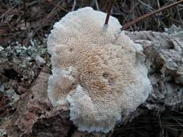 Attēlu rezultāti vaicājumam “Diderma ochraceum spores”