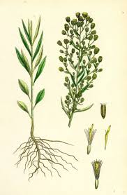 Attēlu rezultāti vaicājumam “Erigeron canadensis”