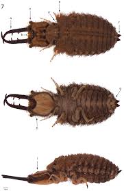 Attēlu rezultāti vaicājumam “Myrmeleontidae larva”