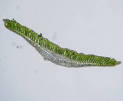 Attēlu rezultāti vaicājumam “Polytrichum commune”