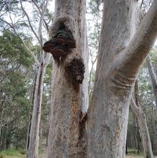 Attēlu rezultāti vaicājumam “Phellinus robustus”