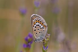 Attēlu rezultāti vaicājumam “Plebejus argus”