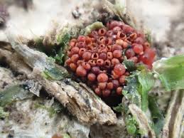 Attēlu rezultāti vaicājumam “Neonectria coccinea”