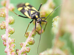 Attēlu rezultāti vaicājumam “Grypocoris sexguttatus”