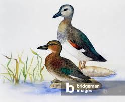 Attēlu rezultāti vaicājumam “Anas strepera”