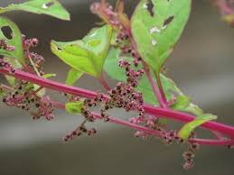 Attēlu rezultāti vaicājumam “Chenopodium polyspermum leaf”