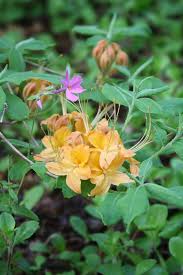 Attēlu rezultāti vaicājumam “Rhododendron calendulaceum flower”