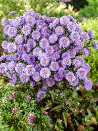 Image result for Aster novi-belgii