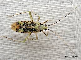 Attēlu rezultāti vaicājumam “Phytocoris tiliae”