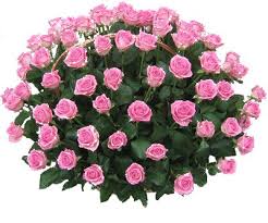 images?q=tbn:ANd9GcS4EjBw-uJ0h9xkWyfHu-rp_kWzkAf8_8G_TejNDSv3QuiU3MSS