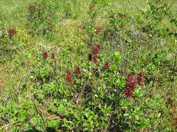 Attēlu rezultāti vaicājumam “Salix myrsinifolia female flower”