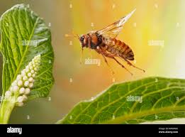 Attēlu rezultāti vaicājumam “Cimbex luteus”