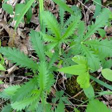 Attēlu rezultāti vaicājumam “Potentilla norvegica leaf”