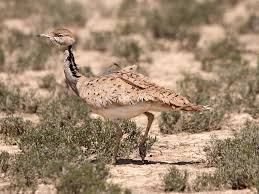 Image result for Chlamydotis macqueenii