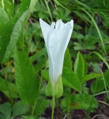 Attēlu rezultāti vaicājumam “Calystegia inflata flower”