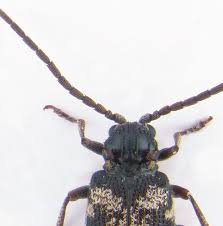 Attēlu rezultāti vaicājumam “Ptinus sp. male”