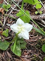 Attēlu rezultāti vaicājumam “Moneses uniflora leaf”