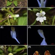 Attēlu rezultāti vaicājumam “Viola rupestris bud”