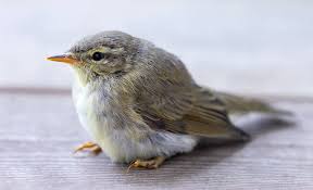 Image result for Phylloscopus orientalis