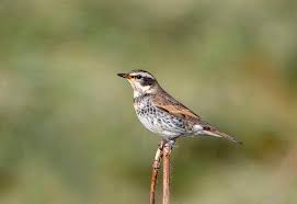 Image result for Turdus eunomus