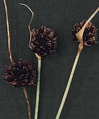 Attēlu rezultāti vaicājumam “Juncus nastanthus”