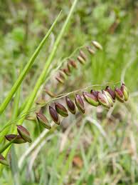 Attēlu rezultāti vaicājumam “Melica nutans flower”