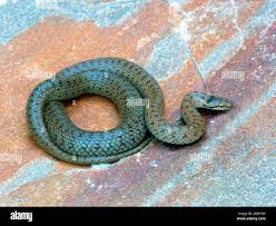 Attēlu rezultāti vaicājumam “Coronella austriaca adult”