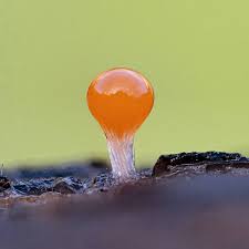 Attēlu rezultāti vaicājumam “Craterium aureum”