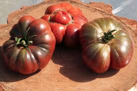 Afbeeldingsresultaat voor purple calabash tomato
