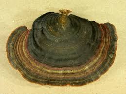 Attēlu rezultāti vaicājumam “Badhamia affinis var. microspora”