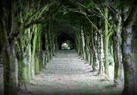 Image result for Romanby Golf Course