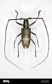 Attēlu rezultāti vaicājumam “Cerambycidae”