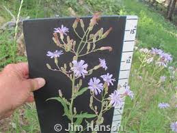 Attēlu rezultāti vaicājumam “Lactuca tatarica flower”