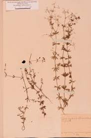 Attēlu rezultāti vaicājumam “Galium uliginosum”