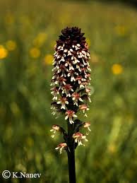 Attēlu rezultāti vaicājumam “Orchis ustulata”