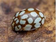 Attēlu rezultāti vaicājumam “Sospita vigintiguttata”